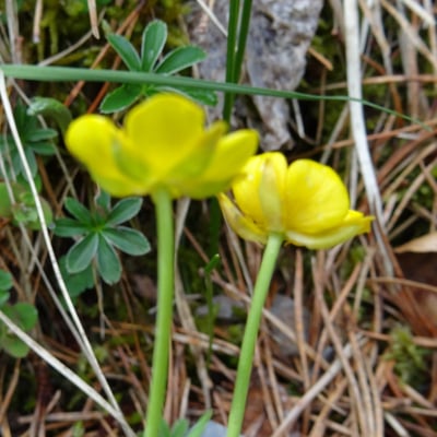 Ranunculus thora — flower