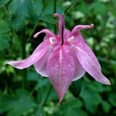 Aquilegia vulgaris — flower