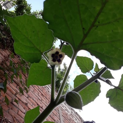 Physalis pubescens — flower