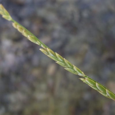 Glyceria notata — flower