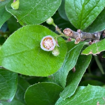 Cotoneaster lucidus — flower