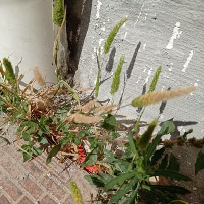 Rostraria cristata — flower
