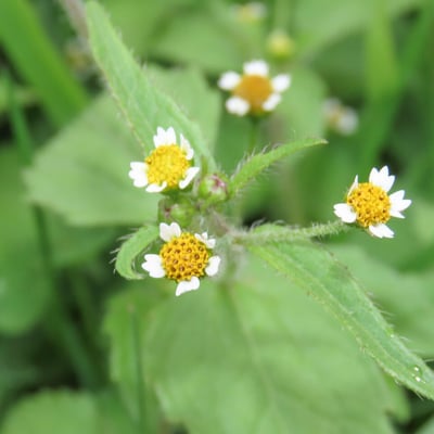 Galinsoga quadriradiata — flower
