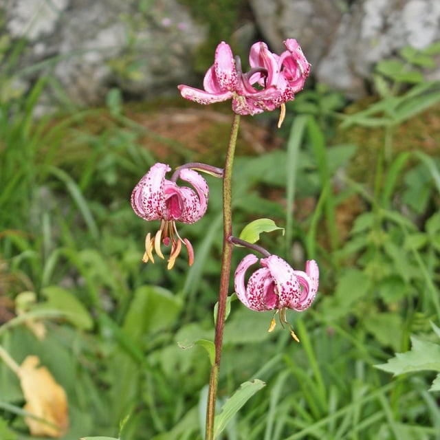 Lilium martagon — flower