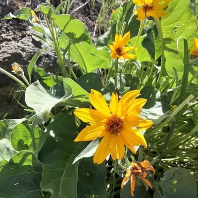 Balsamorhiza sagittata — flower