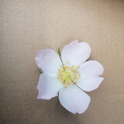 Rosa inodora — flower