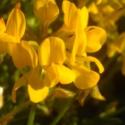 Hippocrepis comosa — flower