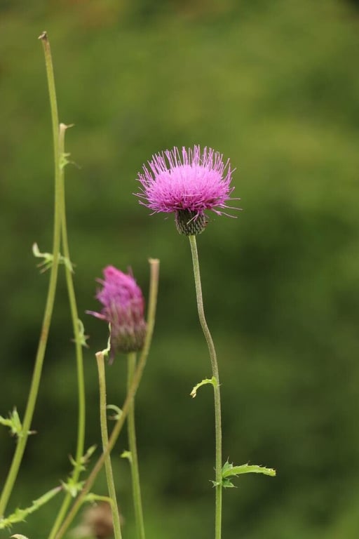 Japanese thistle