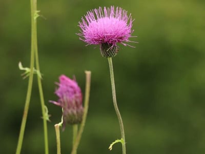 Japanese thistle