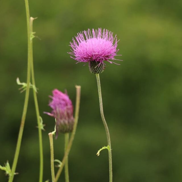 Japanese thistle