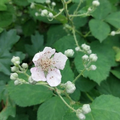 Rubus armeniacus — flower