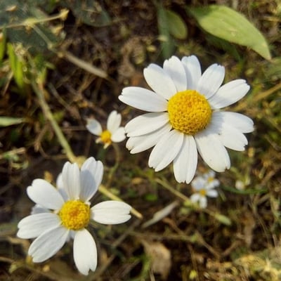 Anthemis arvensis — flower
