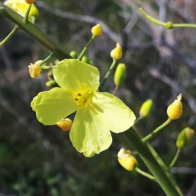 Brassica cretica — flower