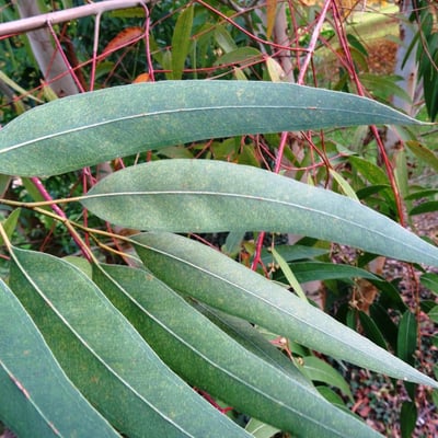 Eucalyptus ovata — leaf
