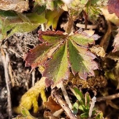 Potentilla pusilla — leaf