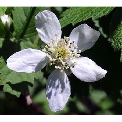 Rubus flagellaris — flower