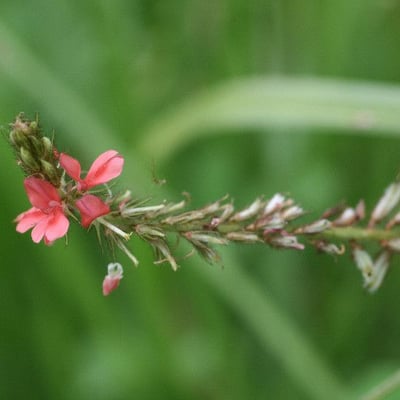 Indigofera hirsuta — flower