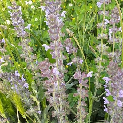 Salvia verbenaca — flower