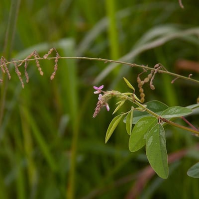 Desmodium tortuosum — flower