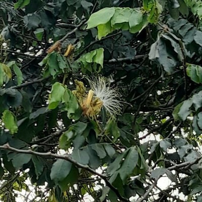 Inga vera — flower