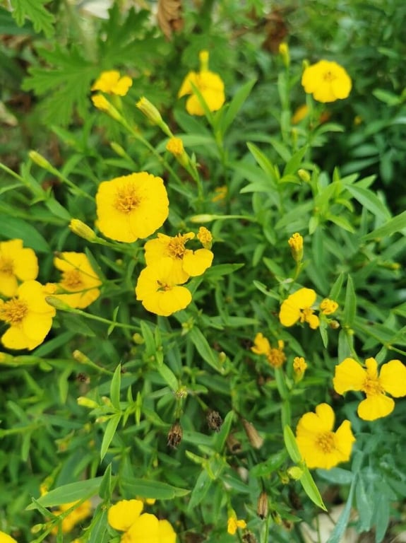 Mexican mint marigold