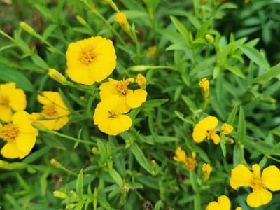 Mexican mint marigold