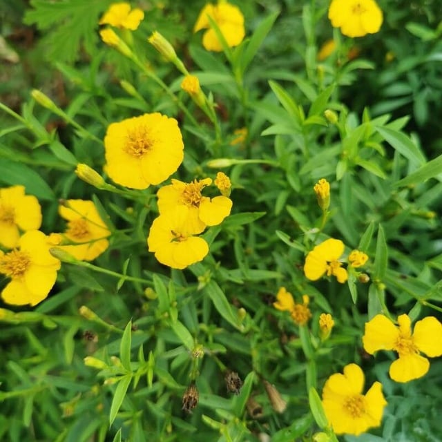 Mexican mint marigold