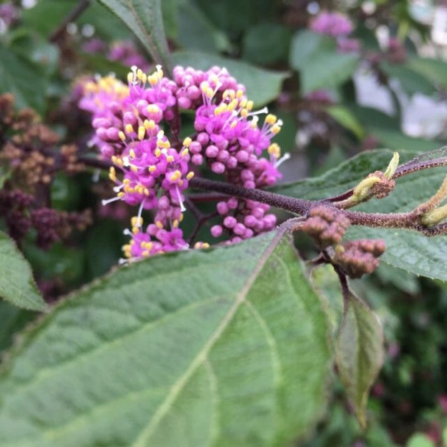 Callicarpa americana — flower