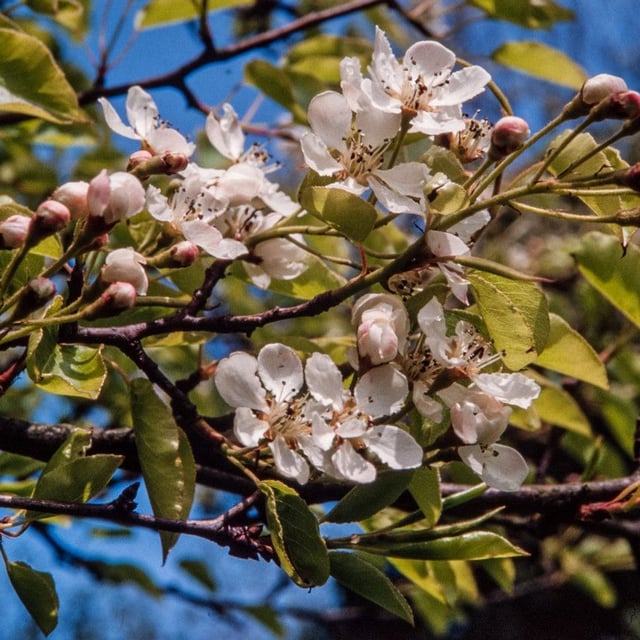 Pyrus cordata — flower