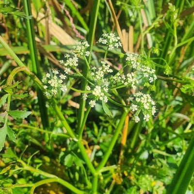 Berula erecta — flower