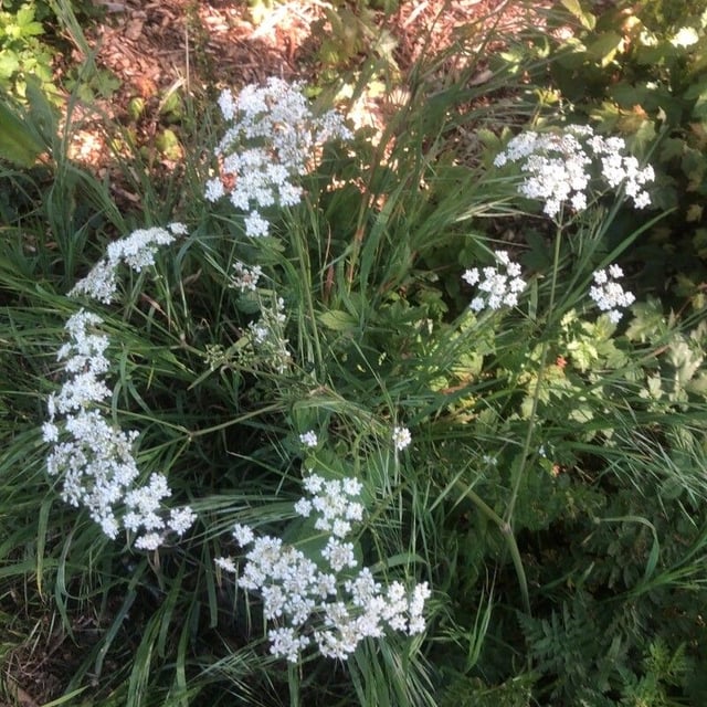 Conopodium majus — flower