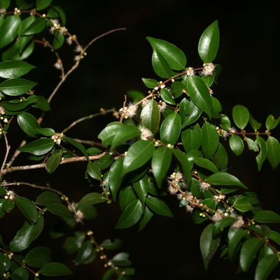 Myrciaria floribunda — flower