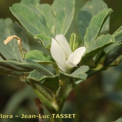 Trigonella foenum-graecum — flower