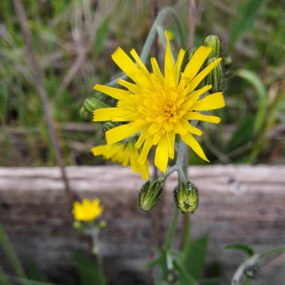 Hieracium lachenalii — flower