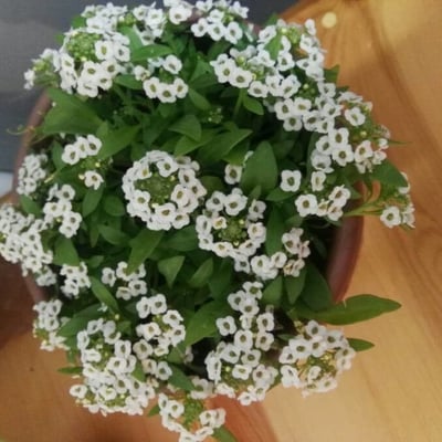 Lobularia maritima — flower