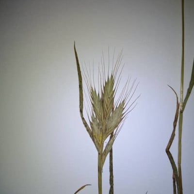 Brachypodium distachyon — flower