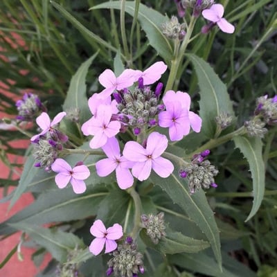 Lunaria annua — flower