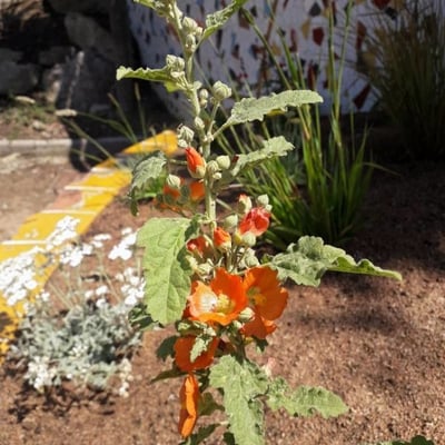 Sphaeralcea ambigua — flower