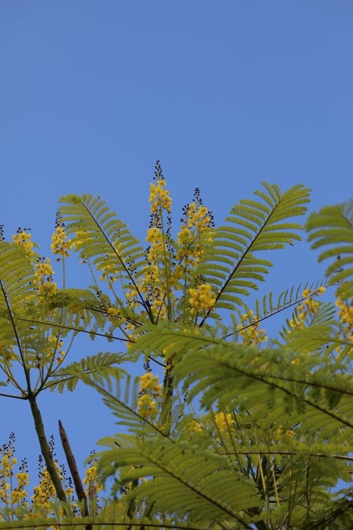 Brazilian firetree