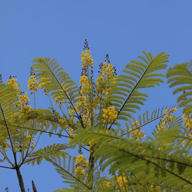 Brazilian firetree