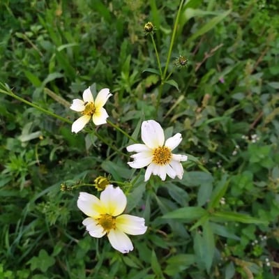 Bidens aurea — flower