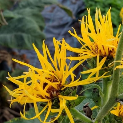 Inula helenium — flower