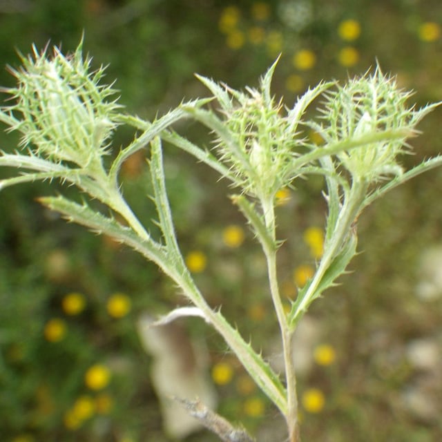 Atractylis cancellata — flower