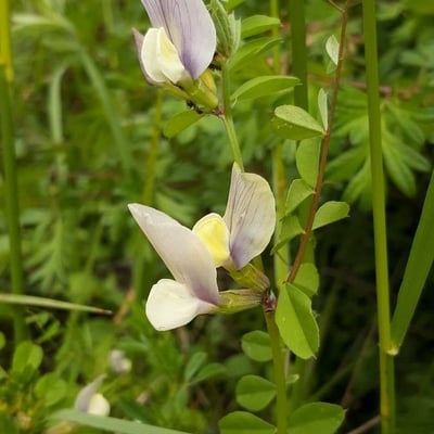 Vicia hybrida — flower