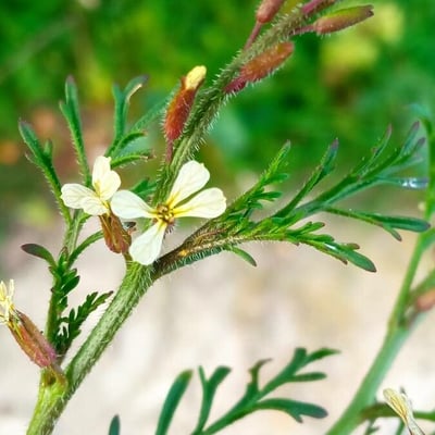 Carrichtera annua — flower