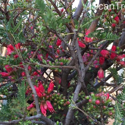 Schotia afra — flower