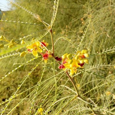 Parkinsonia aculeata — flower