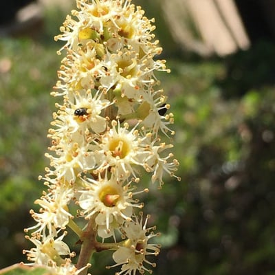 Prunus ilicifolia — flower