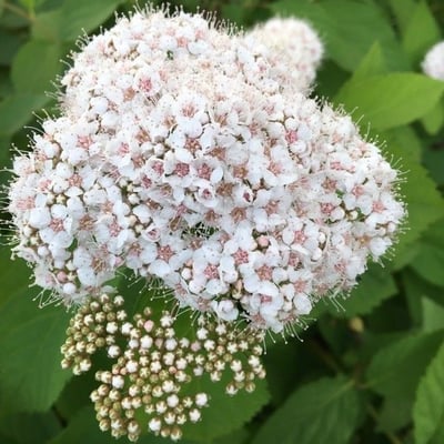 Spiraea media — flower