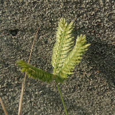 Eleusine tristachya — flower